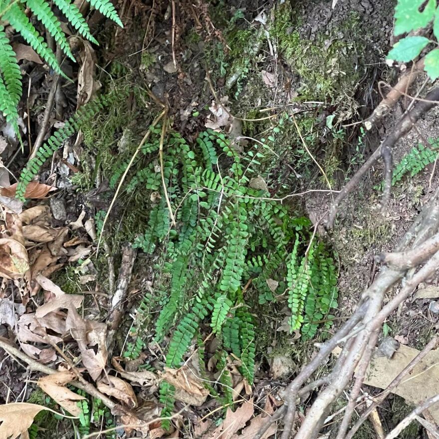 Ζέτα Δούκα: Η ηθοποιός βούτηξε στα παγωμένα νερά του Κεφαλοπόταμου