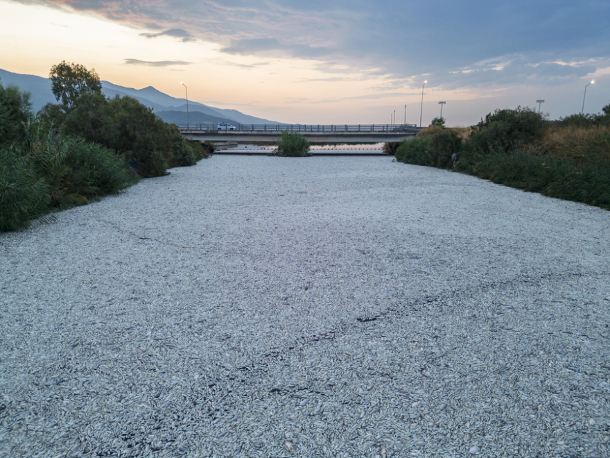 Θεσσαλία: Περιβαλλοντική καταστροφή, λέει καθηγητής του ΑΠΘ για τον Παγασητικό - «Καλύτερα να αποτεφρωθούν τα ψάρια»