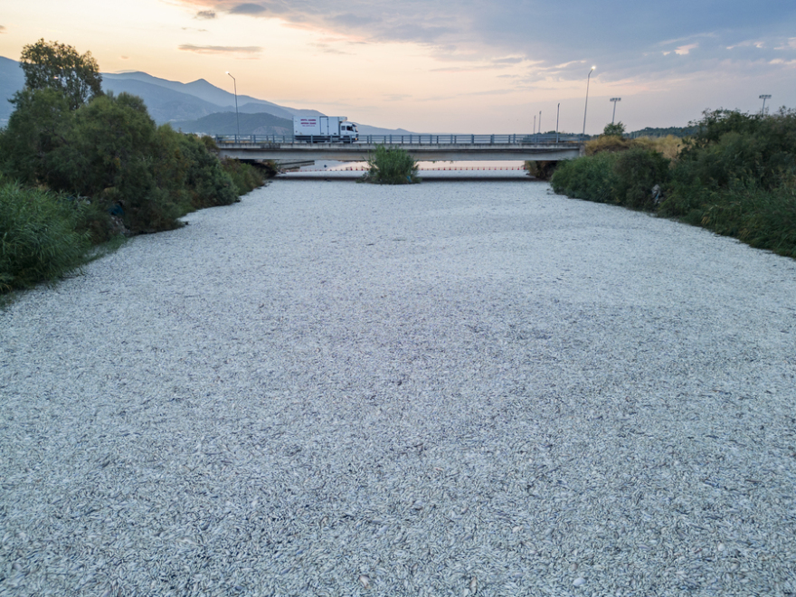 Θεσσαλία: Περιβαλλοντική καταστροφή, λέει καθηγητής του ΑΠΘ για τον Παγασητικό - «Καλύτερα να αποτεφρωθούν τα ψάρια»