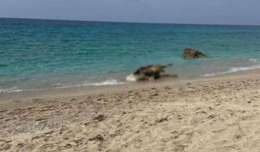 Λευκάδα: Νεκρές αγελάδες ξέβρασε η θάλασσα σε παραλίες - Δείτε φωτογραφίες