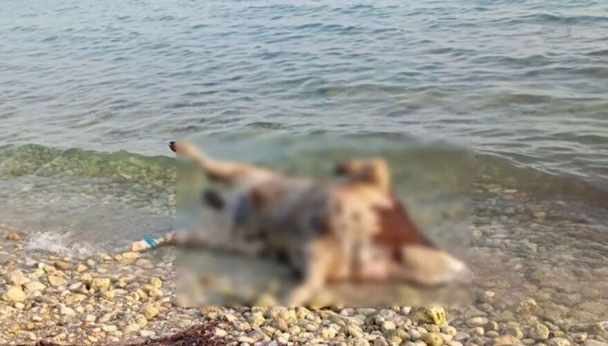 Λευκάδα: Νεκρές αγελάδες ξέβρασε η θάλασσα σε παραλίες - Δείτε φωτογραφίες