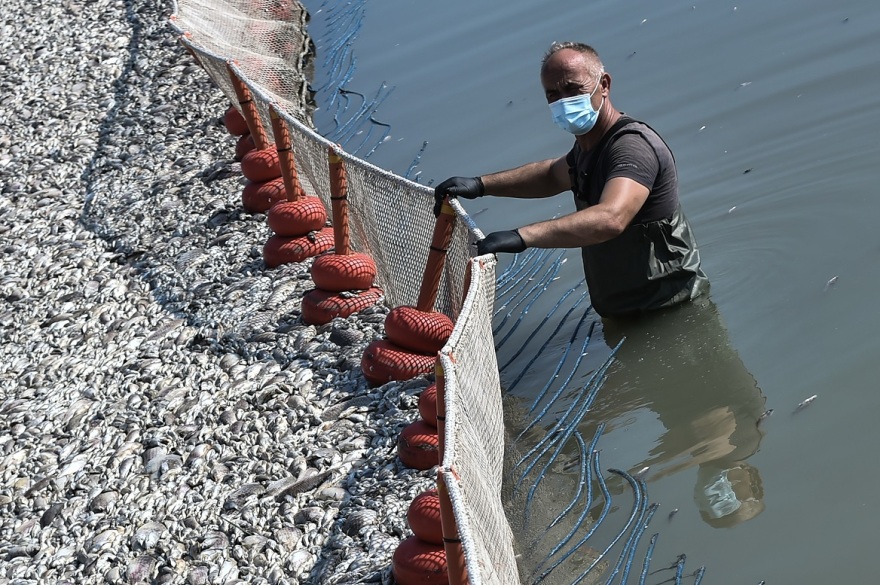 Βόλος: Συνεχίζεται ο καθαρισμός του λιμανιού από τα νεκρά ψάρια