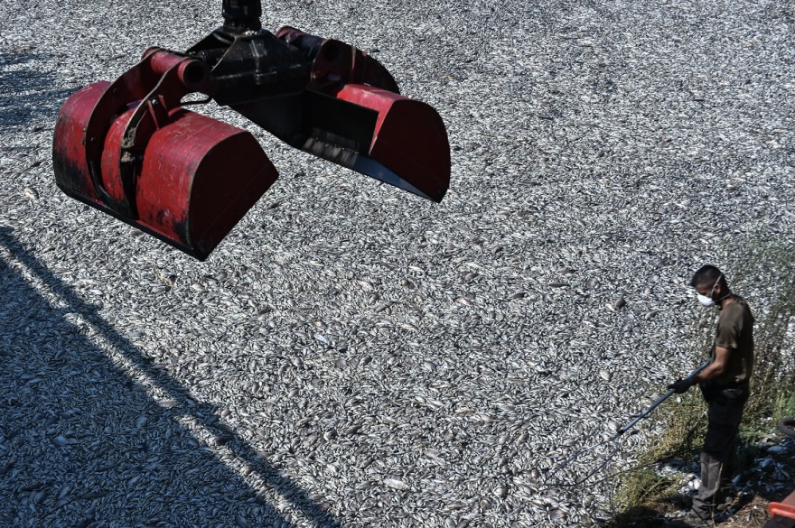 Βόλος: Συνεχίζεται ο καθαρισμός του λιμανιού από τα νεκρά ψάρια