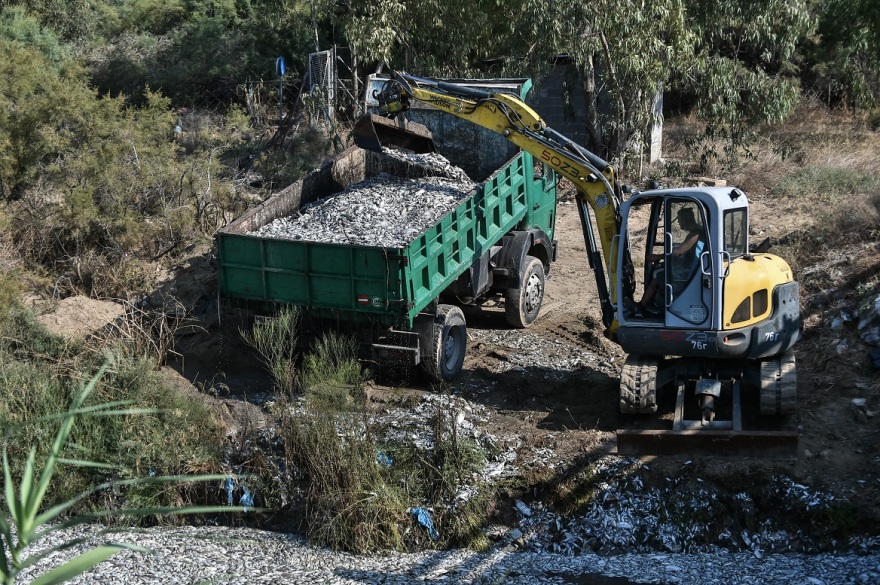Βόλος: Συνεχίζεται ο καθαρισμός του λιμανιού από τα νεκρά ψάρια