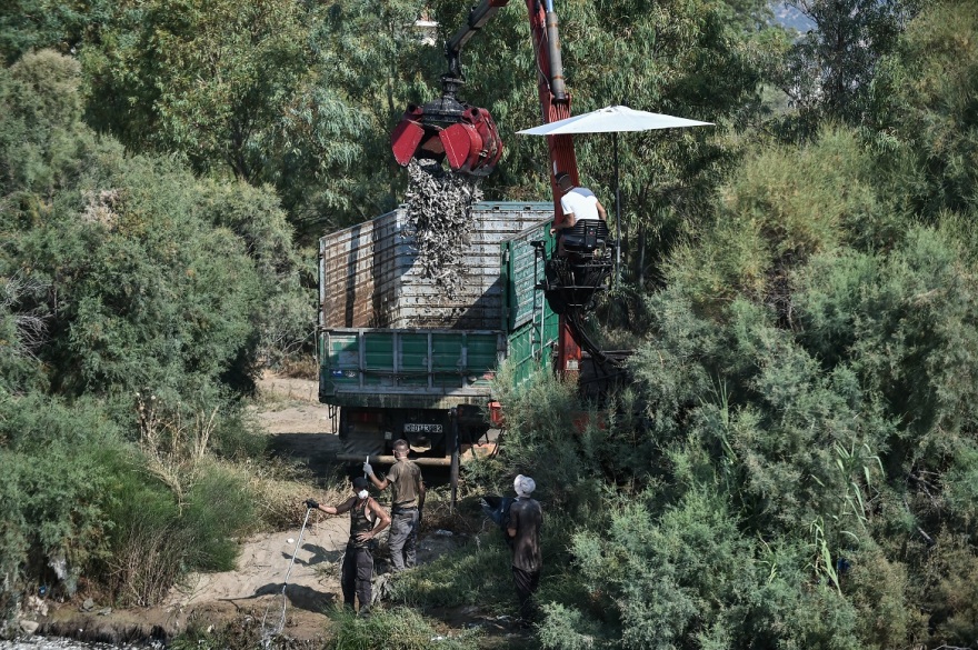 Βόλος: Συνεχίζεται ο καθαρισμός του λιμανιού από τα νεκρά ψάρια