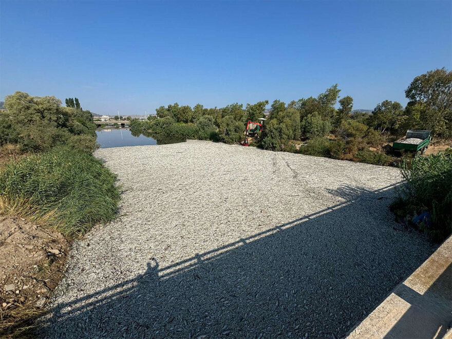 Βόλος: Μπήκε και δεύτερο πλέγμα στον Ξηριά για τη συγκράτηση των νεκρών ψαριών - Δείτε βίντεο από τις εργασίες