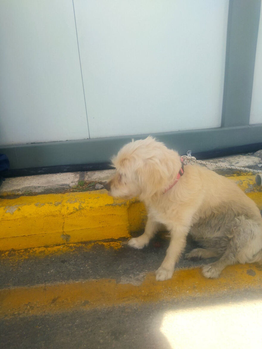 Κρήτη: Εγκατέλειψαν σκύλο στο λιμάνι του Ηρακλείου, λίγο πριν την επιβίβαση στο πλοίο