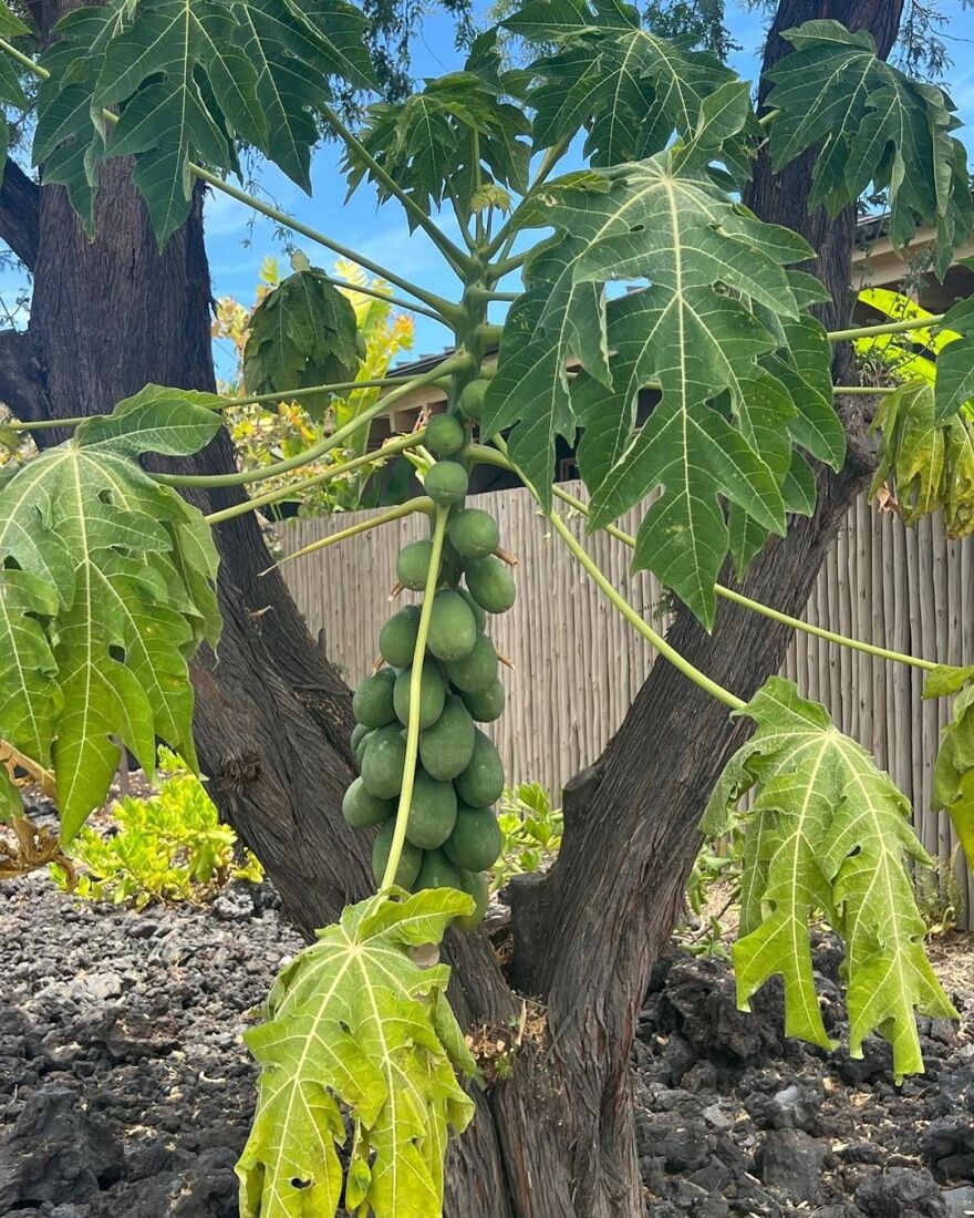 Νικόλ Σέρζινγκερ: Οι νέες φωτογραφίες από τις διακοπές της στη Χαβάη - Μία μικρή γεύση από τη ζωή στο νησί, γράφει