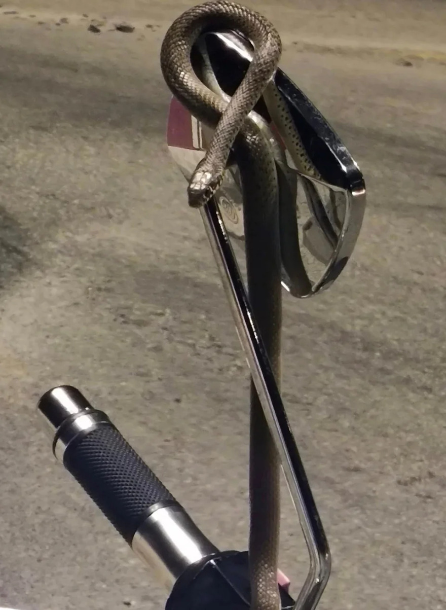 Ηγουμενίτσα: Τρόμος εν κινήσει για οδηγό μοτοσικλέτας - Φίδι τυλίχθηκε γύρω από το τιμόνι