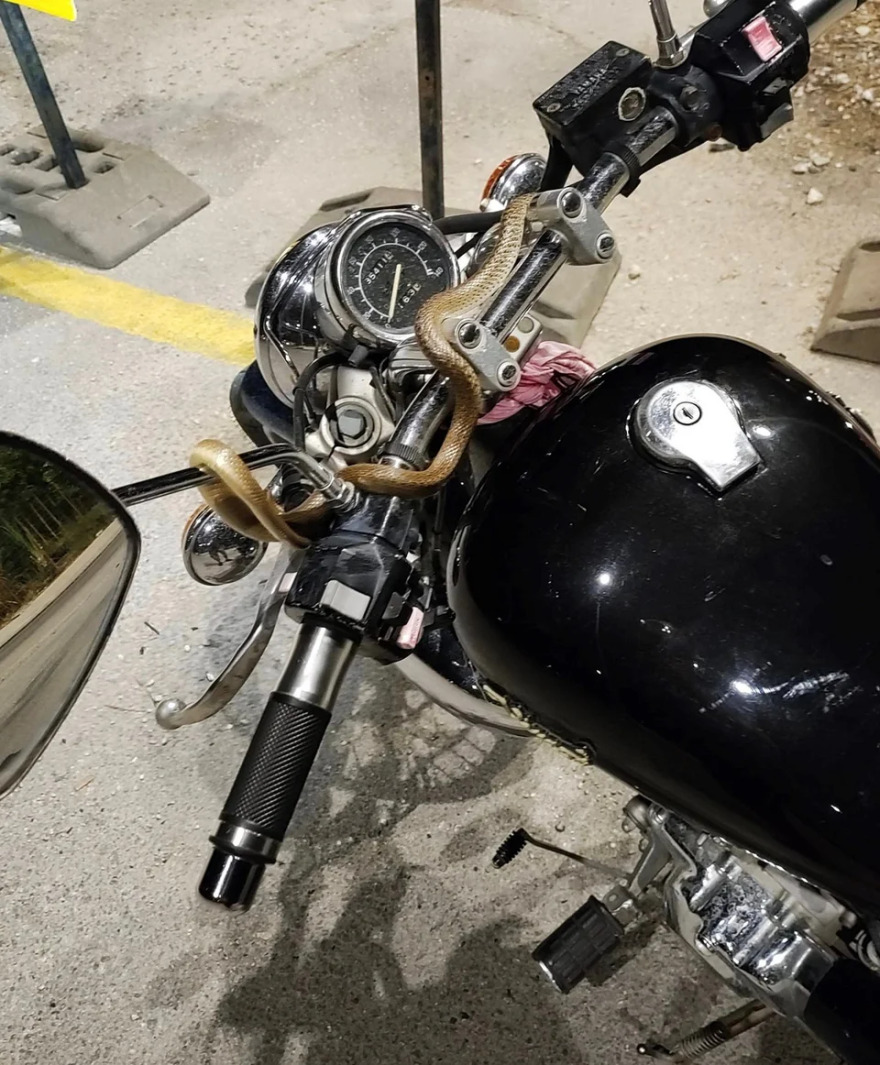 Ηγουμενίτσα: Τρόμος εν κινήσει για οδηγό μοτοσικλέτας - Φίδι τυλίχθηκε γύρω από το τιμόνι