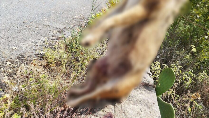 Πυροβόλησαν και κρέμασαν αλεπού και τσακάλι στη Μάνη