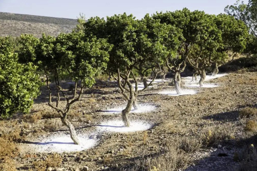 Ήταν ελληνικής καταγωγής ο Χριστόφορος Κολόμβος;