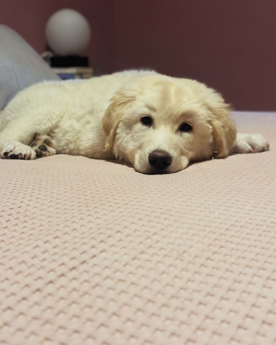 Η Δανάη Μπάρκα υιοθέτησε ένα νέο σκυλάκι: Η Τσοπάνα είναι εδώ, γράφει η παρουσιάστρια