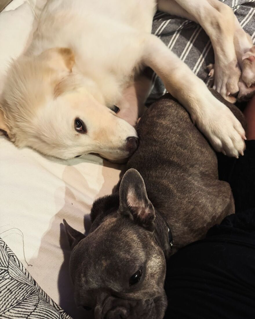 Η Δανάη Μπάρκα υιοθέτησε ένα νέο σκυλάκι: Η Τσοπάνα είναι εδώ, γράφει η παρουσιάστρια