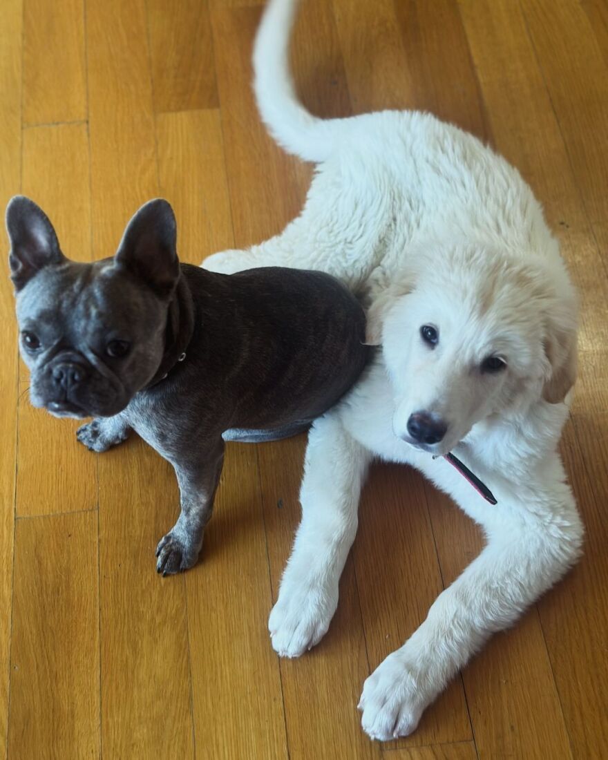 Η Δανάη Μπάρκα υιοθέτησε ένα νέο σκυλάκι: Η Τσοπάνα είναι εδώ, γράφει η παρουσιάστρια