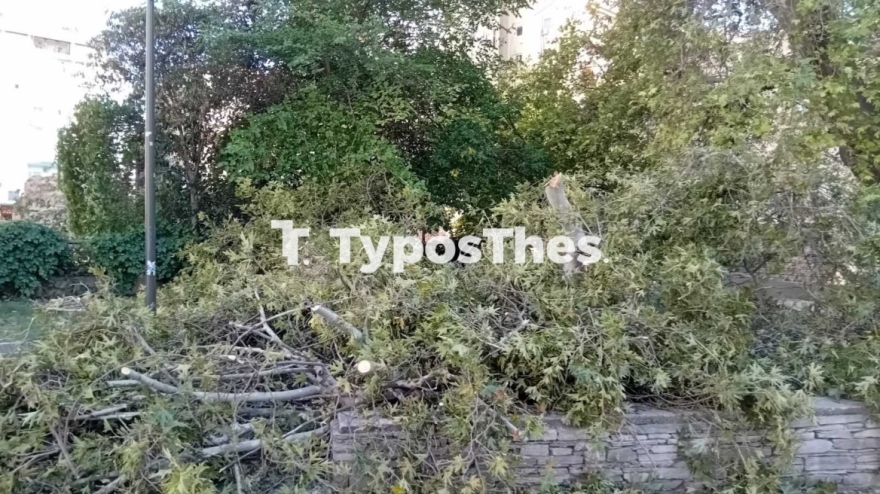 Θεσσαλονίκη: Τραυματίστηκε περαστικός από πτώση δέντρου στο κέντρο της πόλης  - Βίντεο και φωτογραφίες
