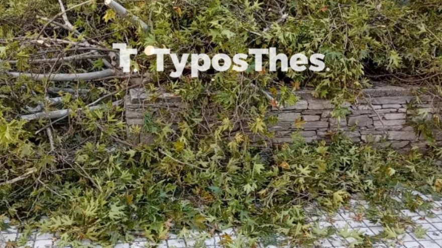 Θεσσαλονίκη: Τραυματίστηκε περαστικός από πτώση δέντρου στο κέντρο της πόλης  - Βίντεο και φωτογραφίες