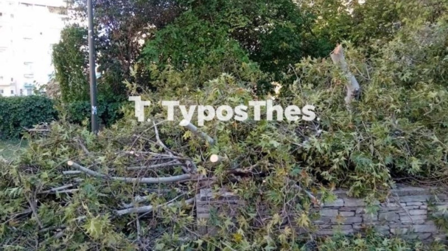 Θεσσαλονίκη: Τραυματίστηκε περαστικός από πτώση δέντρου στο κέντρο της πόλης  - Βίντεο και φωτογραφίες