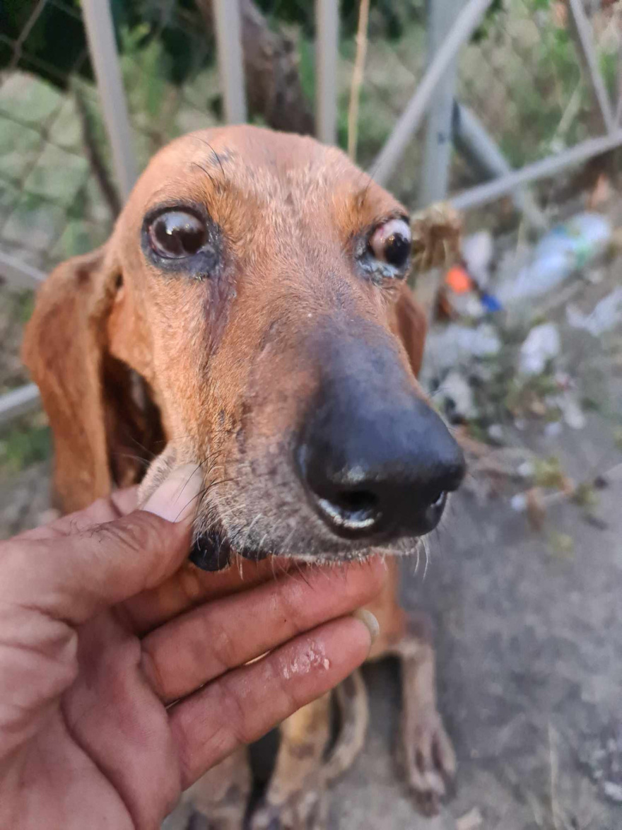Έδεσαν τυφλό σκύλο και τον πέταξαν σε ποτάμι στην Κρέστενα