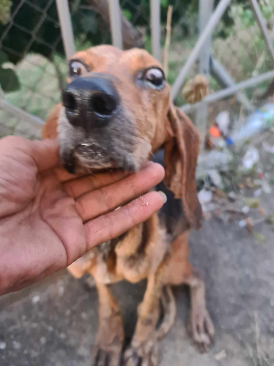 Έδεσαν τυφλό σκύλο και τον πέταξαν σε ποτάμι στην Κρέστενα
