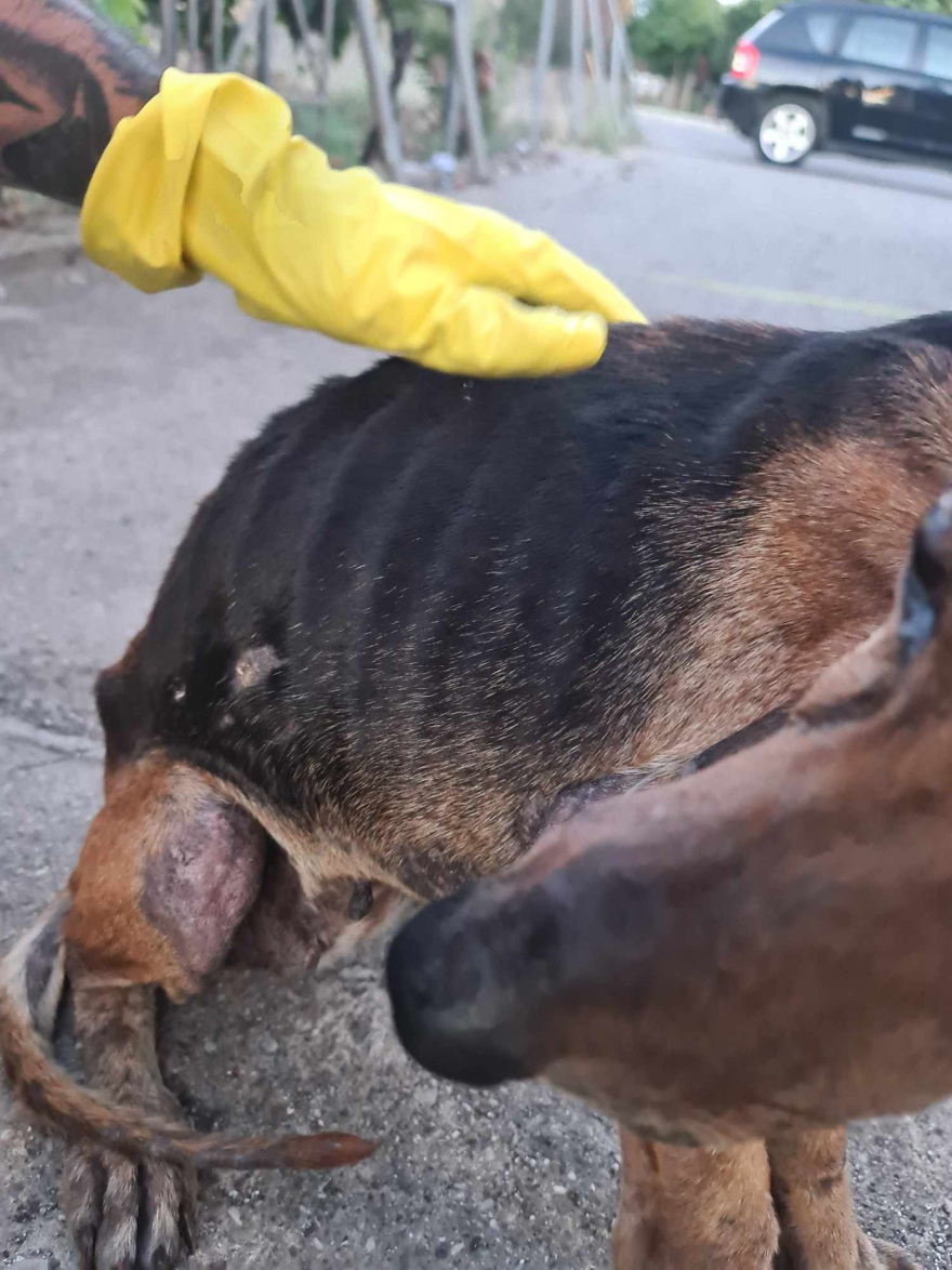 Έδεσαν τυφλό σκύλο και τον πέταξαν σε ποτάμι στην Κρέστενα