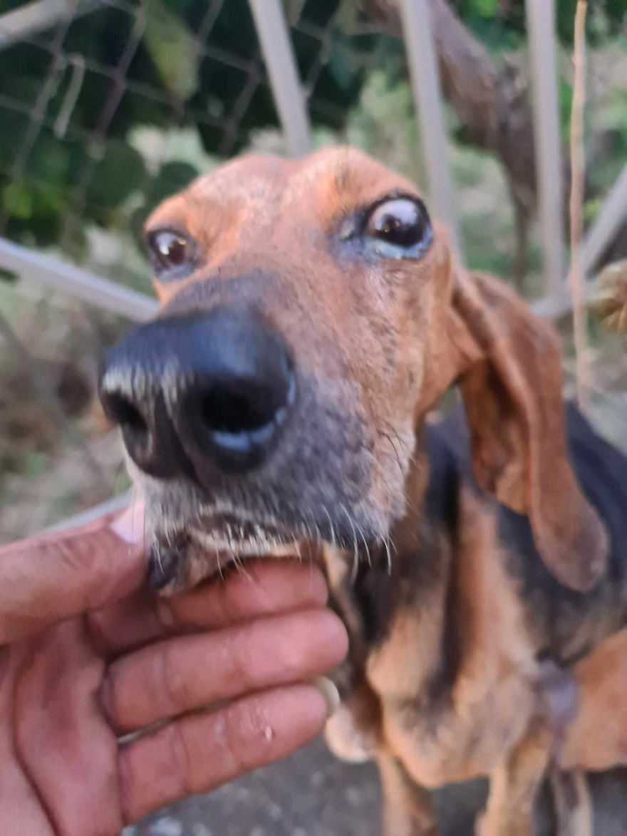 Έδεσαν τυφλό σκύλο και τον πέταξαν σε ποτάμι στην Κρέστενα