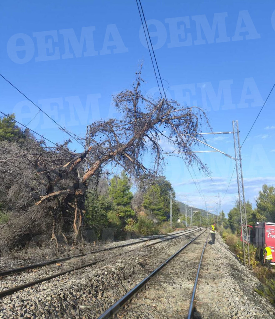 Το δέντρο μπήκε στην καμπίνα του μηχανοδηγού - Δείτε φωτογραφίες από το ατύχημα με τρένο στις Αφίδνες