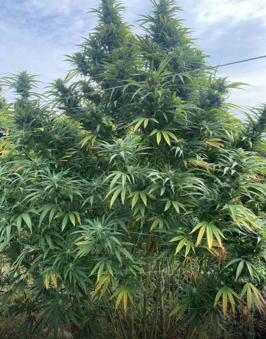 Μαγνησία: Εξαρθρώθηκε εγκληματική οργάνωση που καλλιεργούσε κάνναβη σε έκταση 6,5 στρεμμάτων 