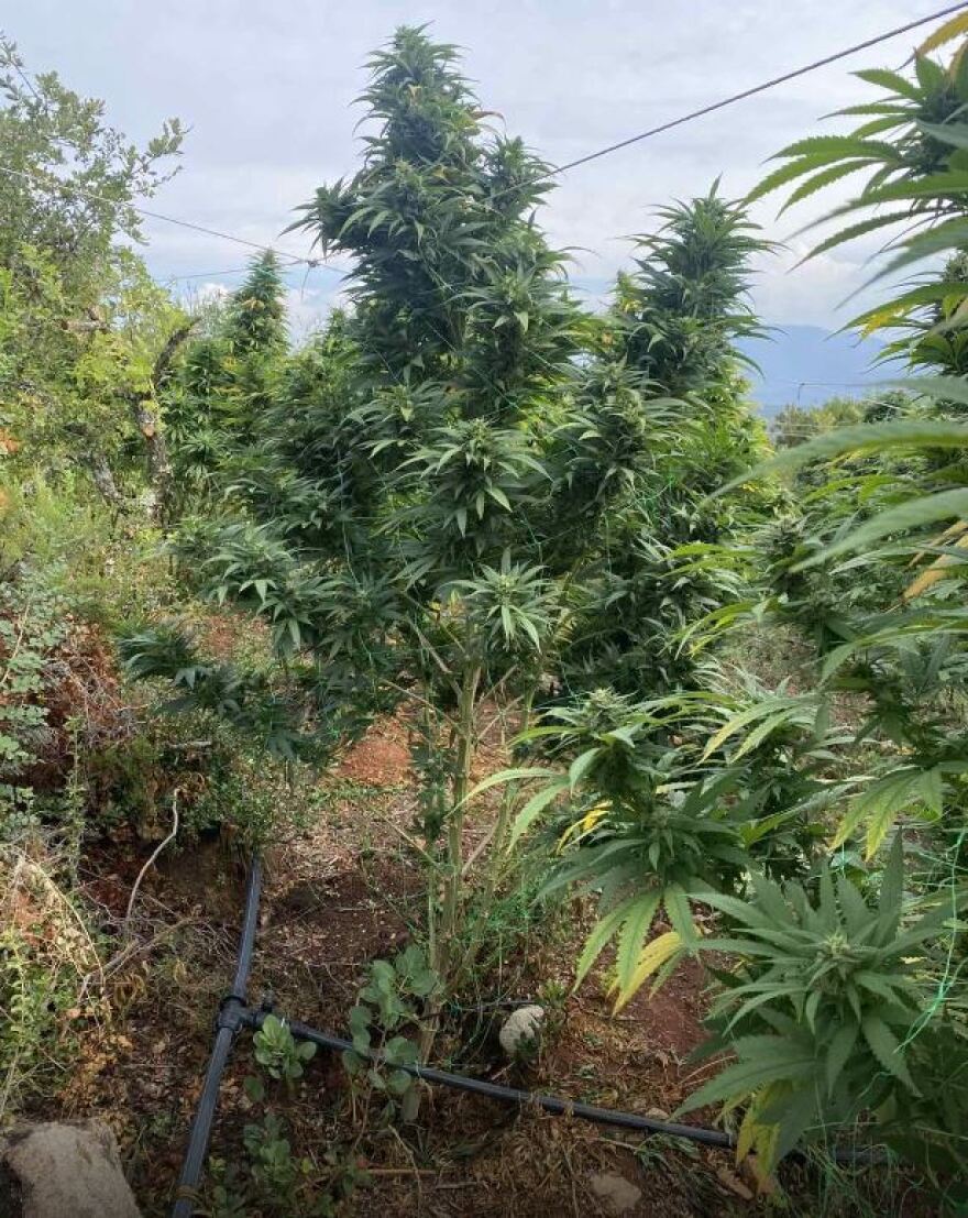 Μαγνησία: Εξαρθρώθηκε εγκληματική οργάνωση που καλλιεργούσε κάνναβη σε έκταση 6,5 στρεμμάτων 