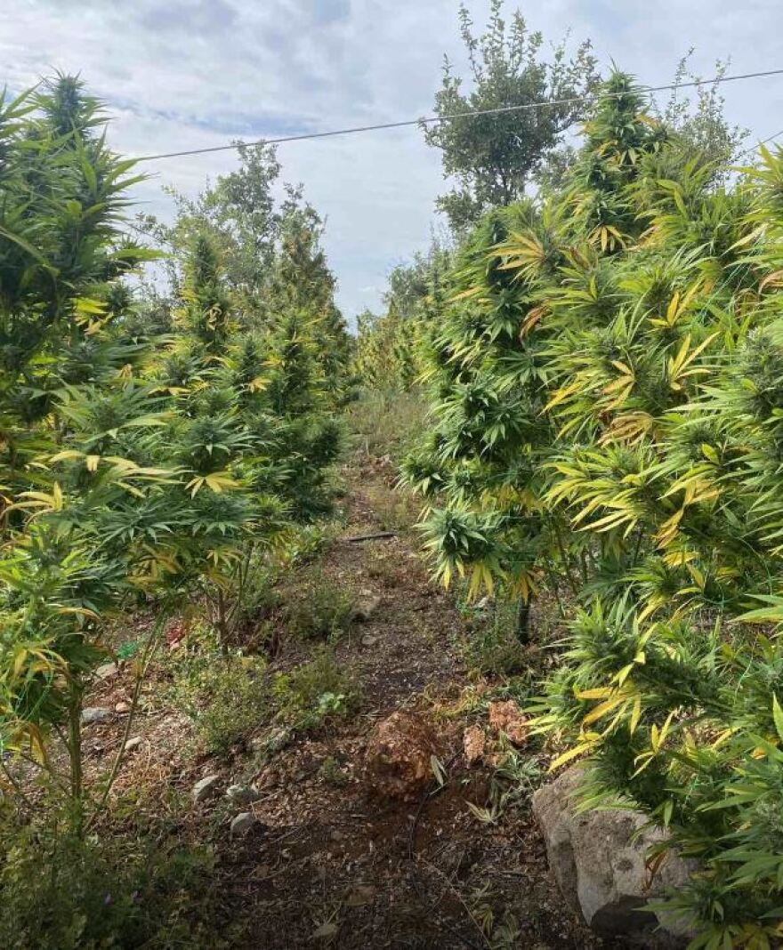 Μαγνησία: Εξαρθρώθηκε εγκληματική οργάνωση που καλλιεργούσε κάνναβη σε έκταση 6,5 στρεμμάτων 