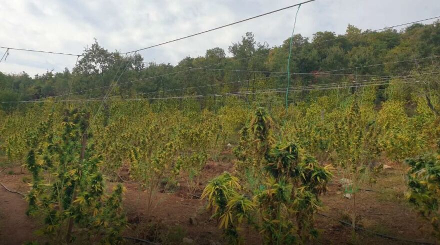 Μαγνησία: Εξαρθρώθηκε εγκληματική οργάνωση που καλλιεργούσε κάνναβη σε έκταση 6,5 στρεμμάτων 