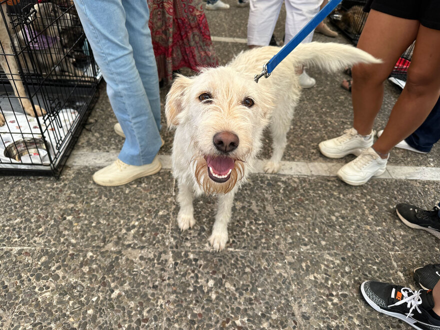 Στη Γλυφάδα η 18η Ημέρα Υιοθεσίας των Pet City με την στήριξη του topetmou.gr