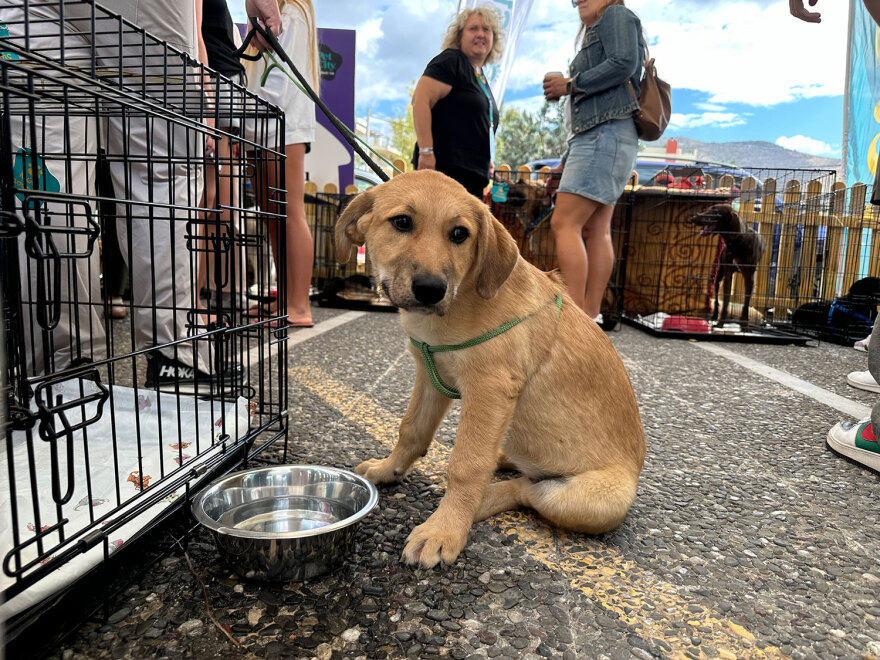 Στη Γλυφάδα η 18η Ημέρα Υιοθεσίας των Pet City με την στήριξη του topetmou.gr