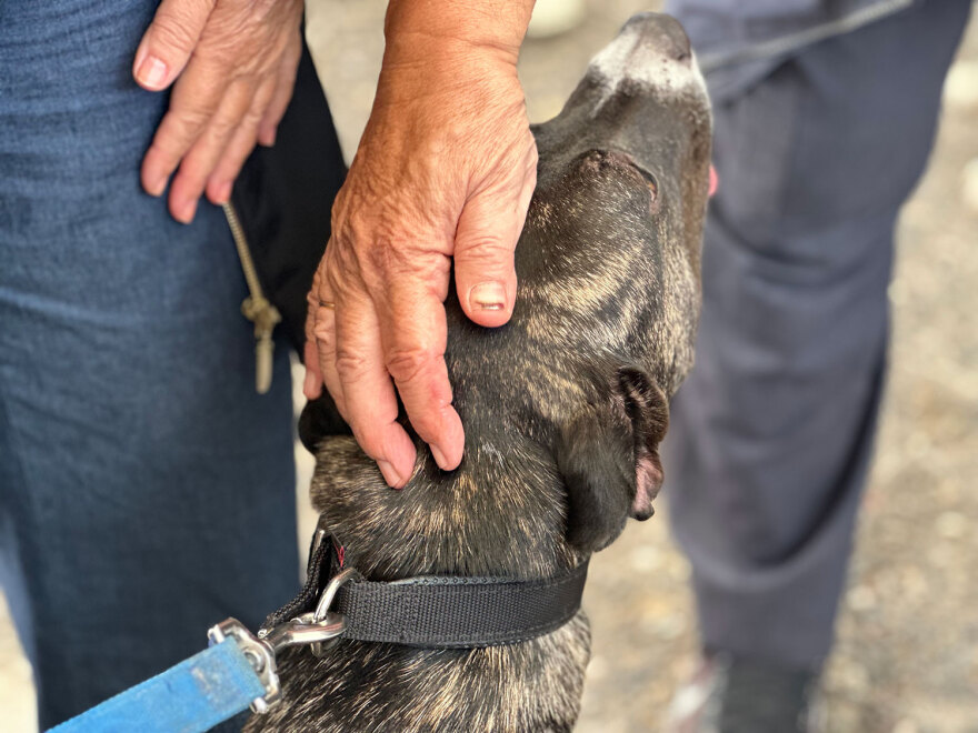 Στη Γλυφάδα η 18η Ημέρα Υιοθεσίας των Pet City με την στήριξη του topetmou.gr