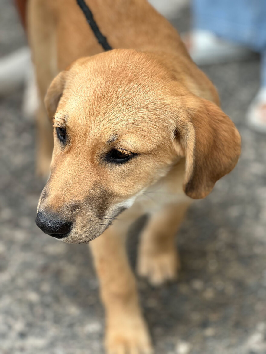 Στη Γλυφάδα η 18η Ημέρα Υιοθεσίας των Pet City με την στήριξη του topetmou.gr