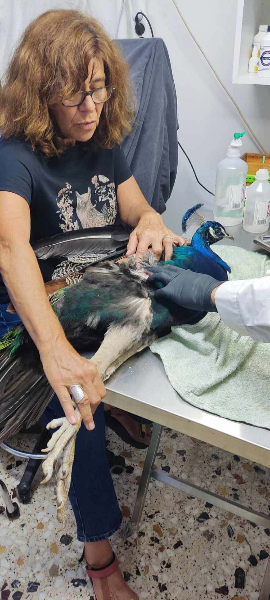 Κρήτη: Άγνωστοι πυροβόλησαν παγώνι στην Κνωσό