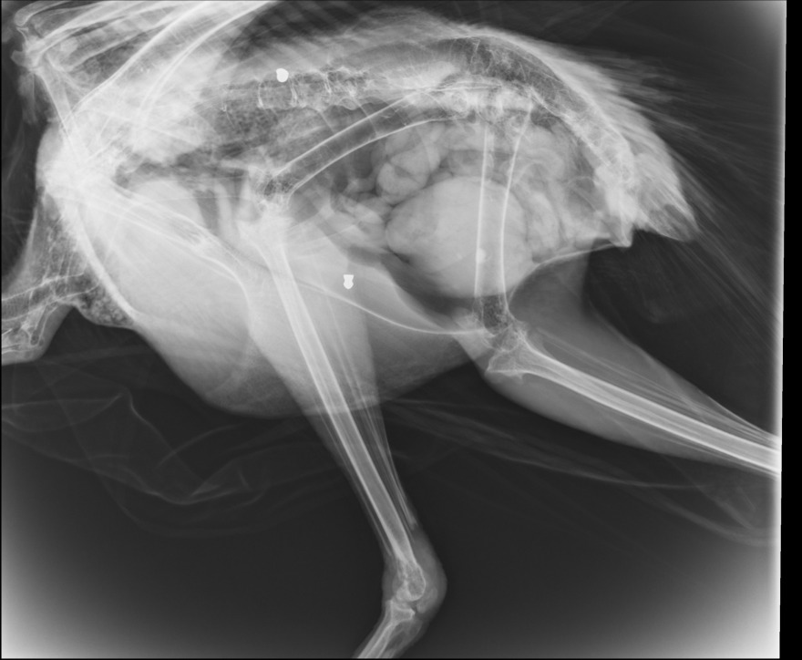 Κρήτη: Άγνωστοι πυροβόλησαν παγώνι στην Κνωσό