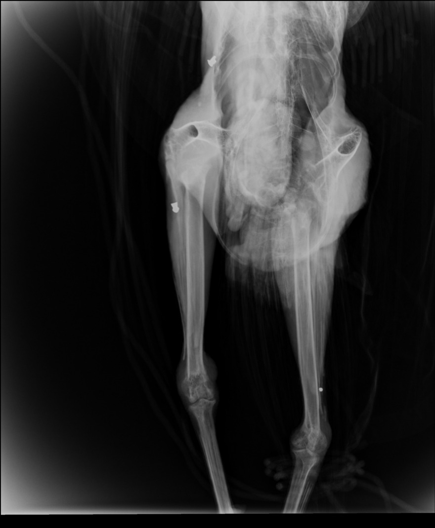 Κρήτη: Άγνωστοι πυροβόλησαν παγώνι στην Κνωσό