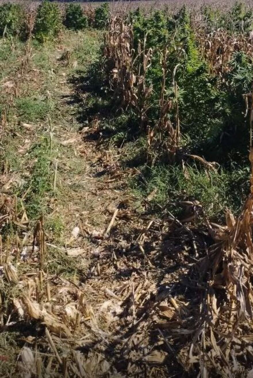 Βοιωτία: Βρέθηκε μία από τις μεγαλύτερες χασισοφυτείες στη χώρα με 8.000 δενδρύλλια και εκτιμώμενη αξία 15. εκατ. ευρώ