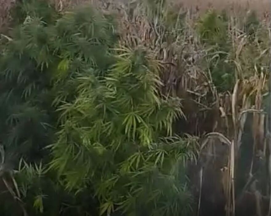 Βοιωτία: Βρέθηκε μία από τις μεγαλύτερες χασισοφυτείες στη χώρα με 8.000 δενδρύλλια και εκτιμώμενη αξία 15. εκατ. ευρώ