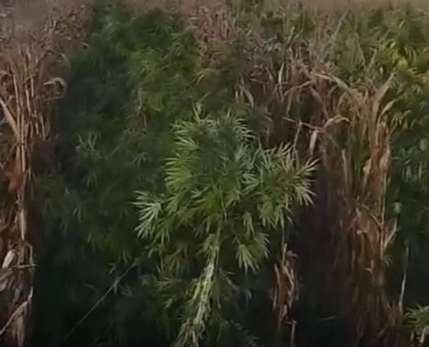 Βοιωτία: Βρέθηκε μία από τις μεγαλύτερες χασισοφυτείες στη χώρα με 8.000 δενδρύλλια και εκτιμώμενη αξία 15. εκατ. ευρώ