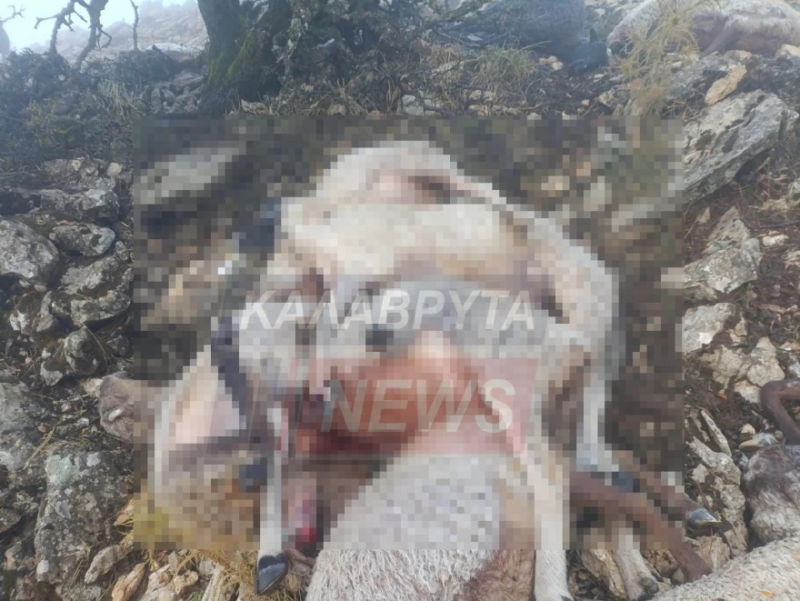 Καλάβρυτα: 48 πρόβατα σκοτώθηκαν από κεραυνό 