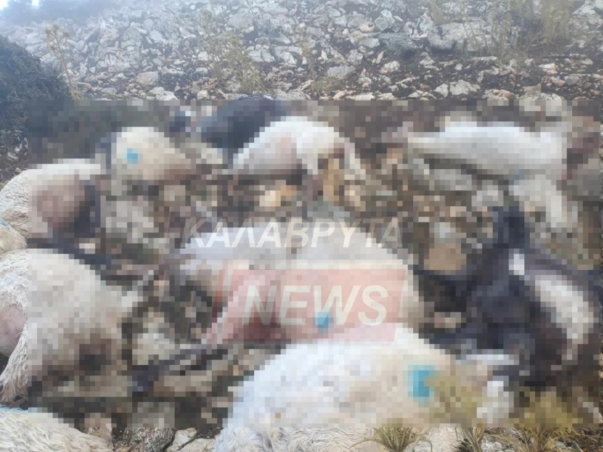 Καλάβρυτα: 48 πρόβατα σκοτώθηκαν από κεραυνό 