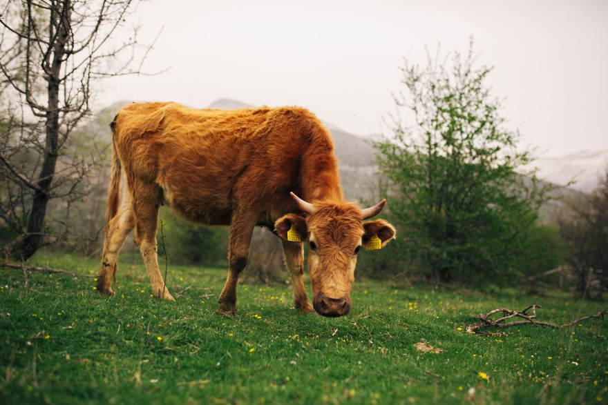 Η γαλακτοβιομηχανία που βάζει τη βιωσιμότητα στο επίκεντρο