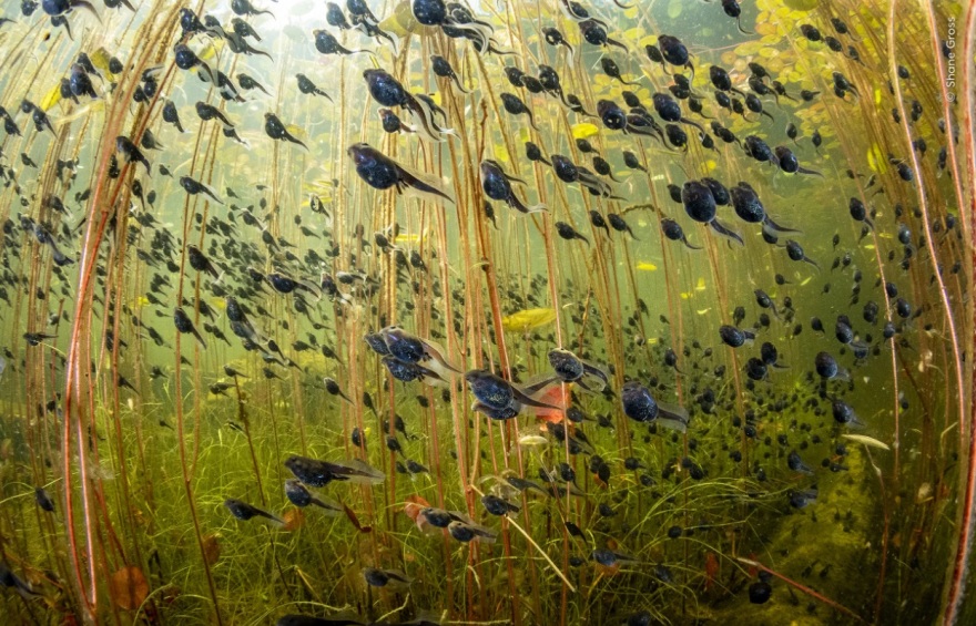 Wildlife Photographer of the Year 2024: Ελληνικής καταγωγής ο νικητής στην κατηγορία των μικρών - Φωτογραφίες