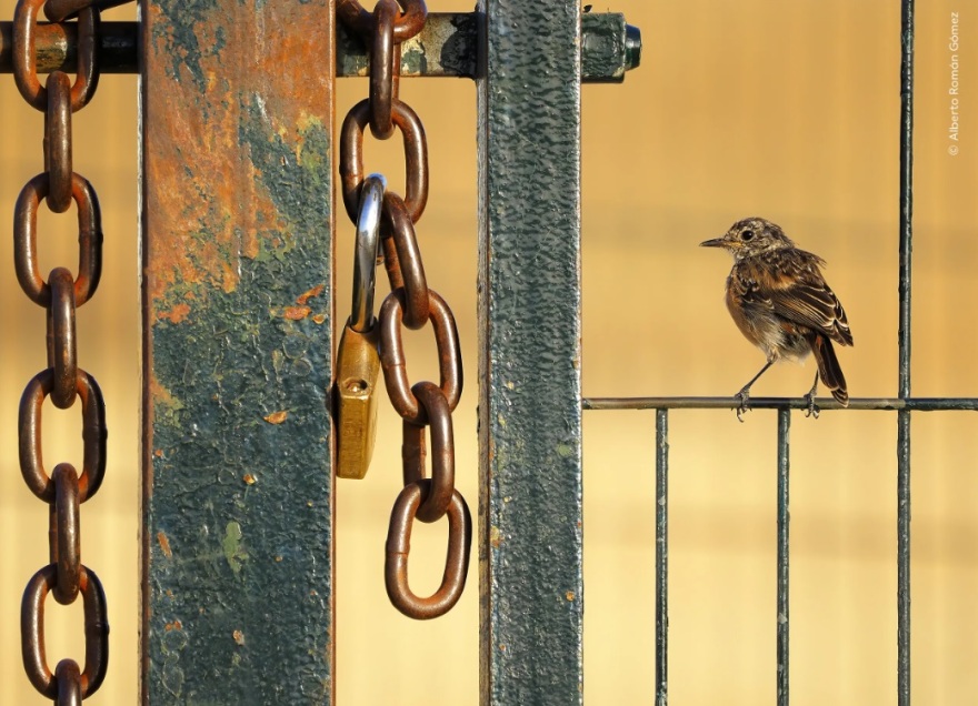 Wildlife Photographer of the Year 2024: Ελληνικής καταγωγής ο νικητής στην κατηγορία των μικρών - Φωτογραφίες