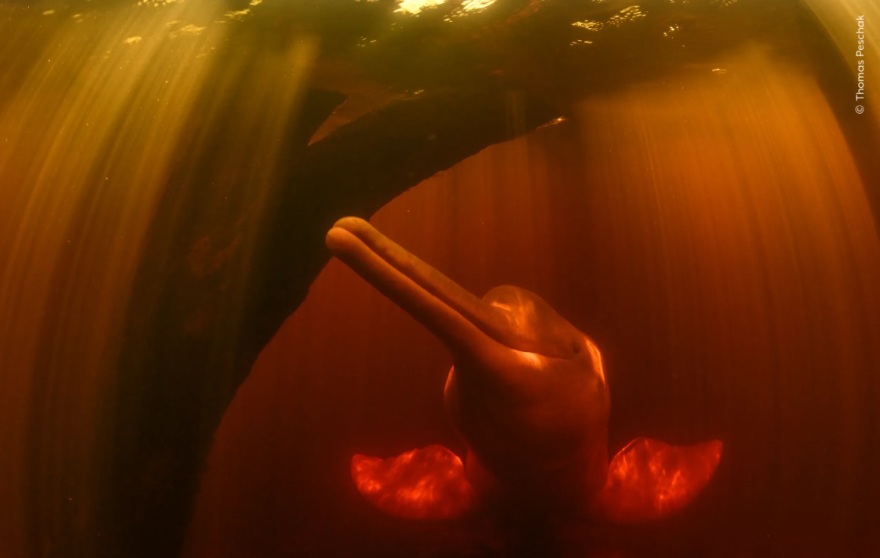 Wildlife Photographer of the Year 2024: Ελληνικής καταγωγής ο νικητής στην κατηγορία των μικρών - Φωτογραφίες