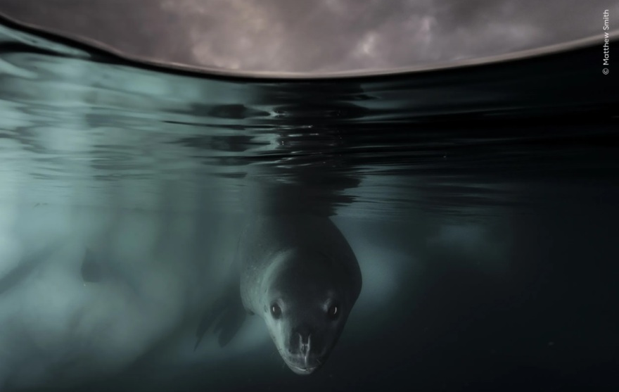 Wildlife Photographer of the Year 2024: Ελληνικής καταγωγής ο νικητής στην κατηγορία των μικρών - Φωτογραφίες