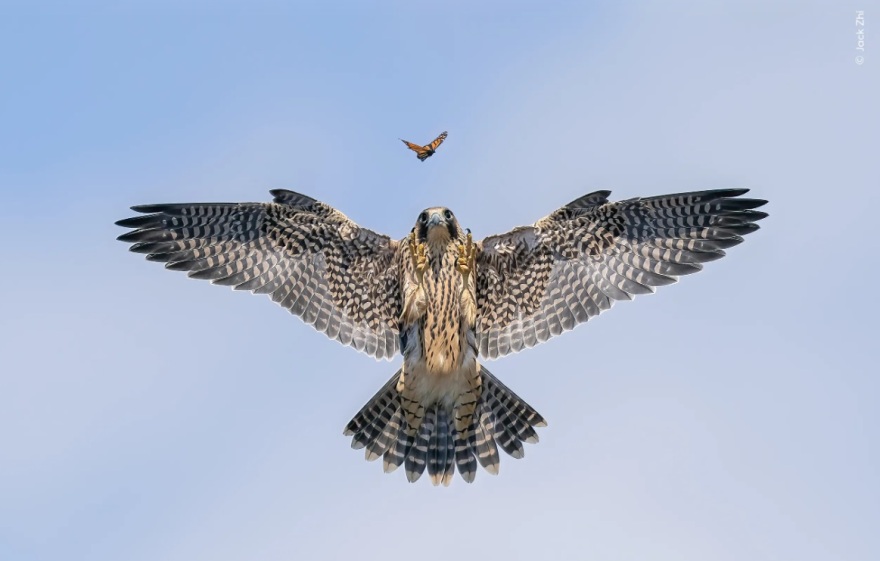 Wildlife Photographer of the Year 2024: Ελληνικής καταγωγής ο νικητής στην κατηγορία των μικρών - Φωτογραφίες