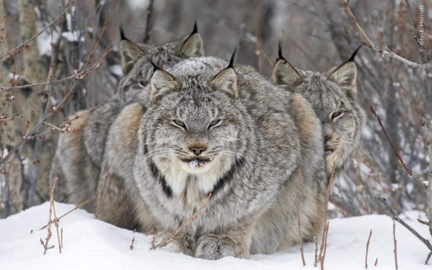 Wildlife Photographer of the Year 2024: Ελληνικής καταγωγής ο νικητής στην κατηγορία των μικρών - Φωτογραφίες